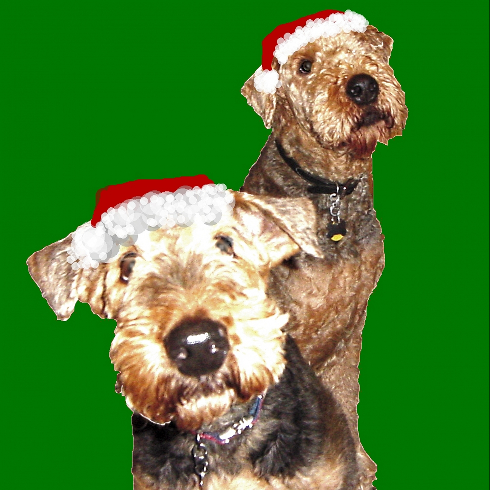 ATRA Airedale Terrier Rescue & Adoption Finding loving homes one Airedale at a time